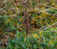 Valeriana adscendens