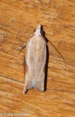 Pseudexentera costomaculana