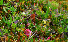 Disterigma empetrifolium