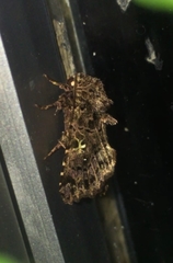 Argyrosticta decumana