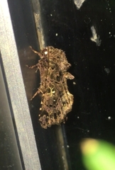 Argyrosticta decumana