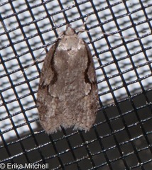 Semioscopis packardella
