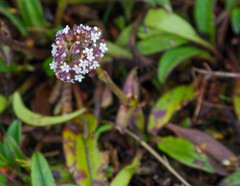 Valeriana adscendens