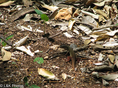 Aspidoscelis angusticeps angusticeps