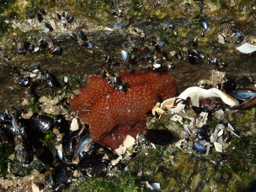 Actinia fragacea