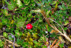 Disterigma empetrifolium