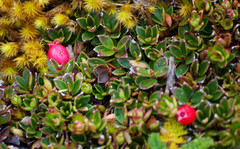 Disterigma empetrifolium