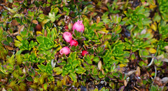 Disterigma empetrifolium