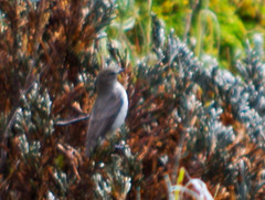 Muscisaxicola alpinus