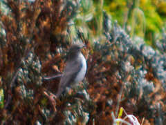 Muscisaxicola alpinus