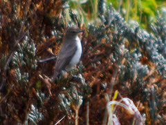 Muscisaxicola alpinus