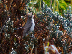 Muscisaxicola alpinus