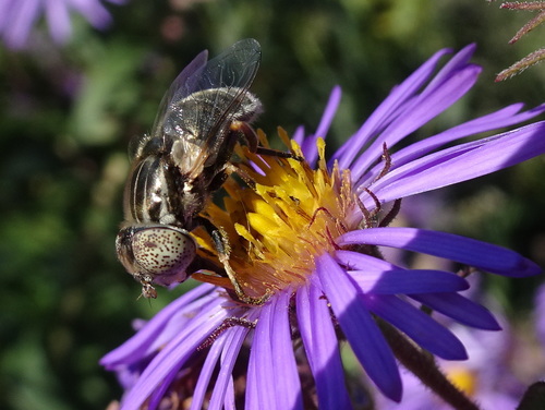 Photo of Common Lagoon Fly (Eristalinus aeneus)