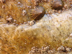 Chthamalus stellatus