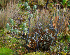 Linochilus rupestris