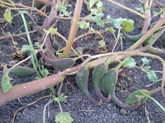 Proboscidea louisianica