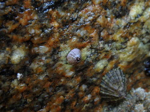 Perforatus perforatus