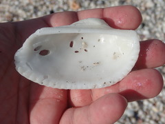 Anadara secticostata