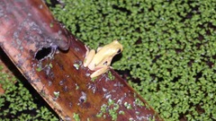 Dendropsophus carnifex