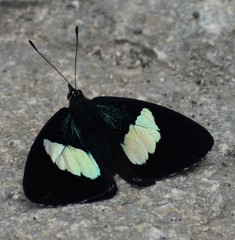 Diaethria euclides phlogeides