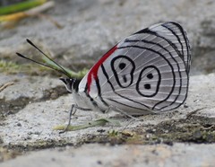 Diaethria euclides phlogeides