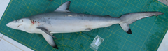 Carcharhinus sorrah