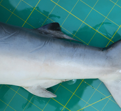 Carcharhinus sorrah