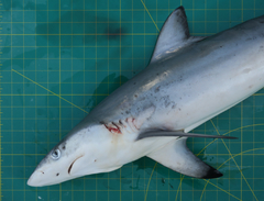 Carcharhinus sorrah