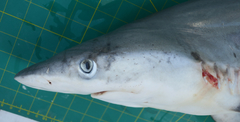Carcharhinus sorrah