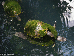Trachemys venusta iversoni