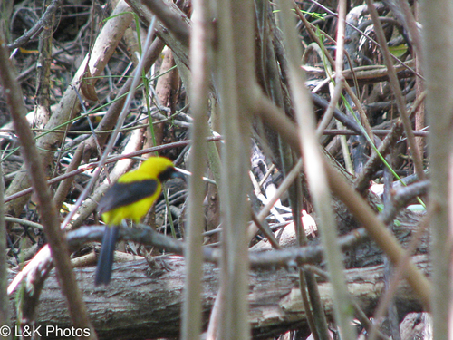 Yellow-backed Oriole (Icterus chrysater), photo 6