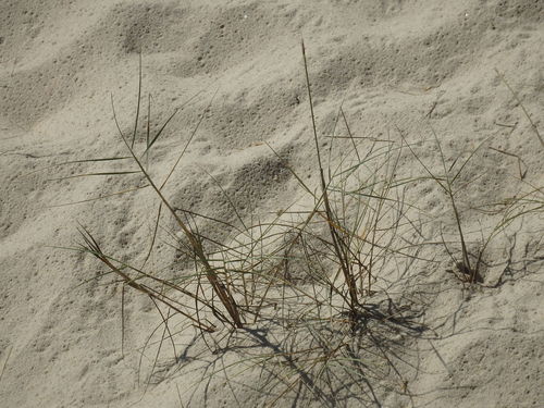 Thinopyrum junceiforme, photograph 6