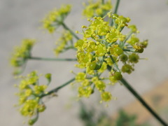 Foeniculum