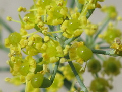 Foeniculum