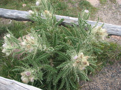 Cirsium scopulorum