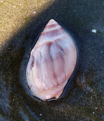 Buccinastrum deforme