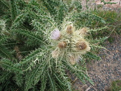Cirsium scopulorum