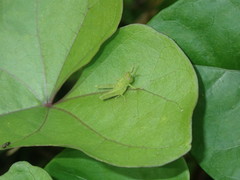 Schistocerca serialis cubense