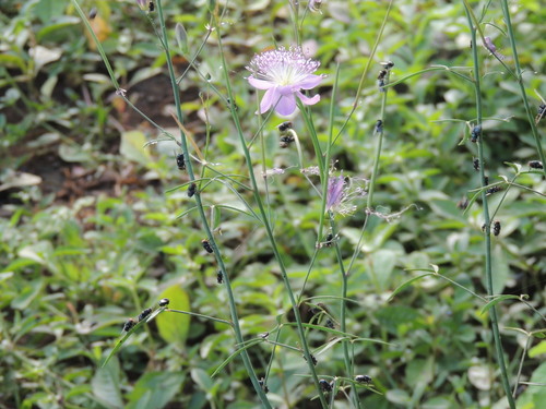 Calliphoridae