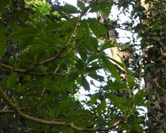 Oreopanax xalapensis image