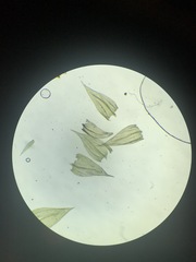 Brachythecium laetum