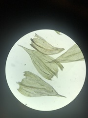 Brachythecium laetum