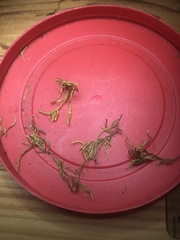 Brachythecium laetum