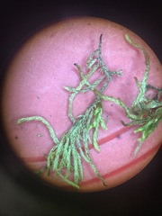 Brachythecium laetum