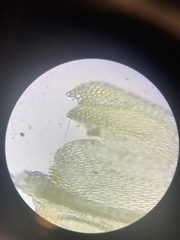 Brachythecium laetum