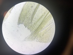 Brachythecium laetum