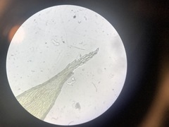 Brachythecium laetum