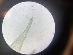 Brachythecium laetum