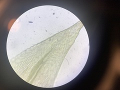 Brachythecium laetum