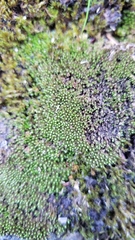Ptychostomum imbricatulum